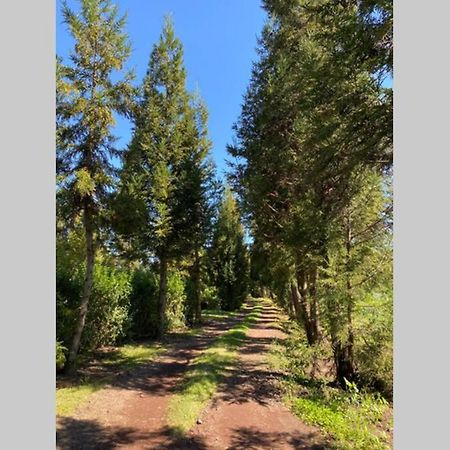 Agreable Chalet Au Milieu Des Sapins La Plaine des Cafres Exterior photo